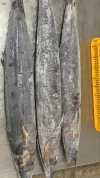 Frozen Mackarel