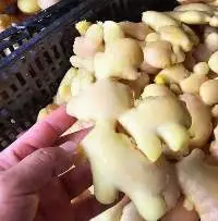 Frozen Ginger
