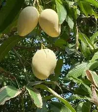 Yellow Mango Fresh