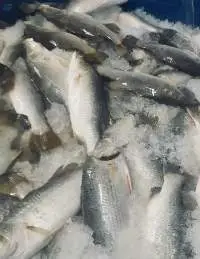 Frozen Barramundi