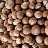 Dried Betel Nuts