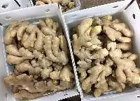 Fresh Ginger