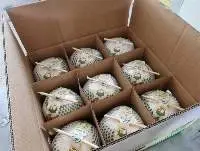 Fresh Young Coconut