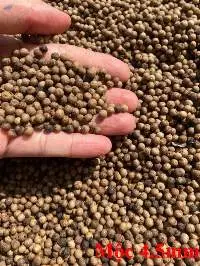 Dried Pepper