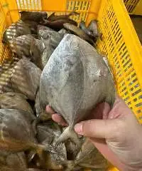 Frozen Black Pomfret