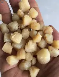 Scallops