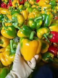 Fresh Bell Pepper