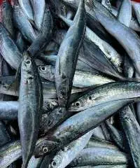 Tuna
