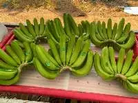 Green Banana
