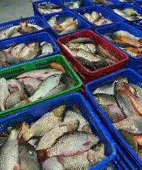 Carp Fish