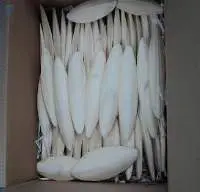 Cuttle Fish Bone