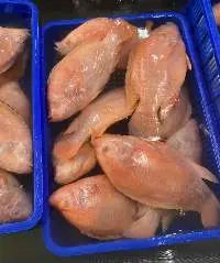 Red Tilapia