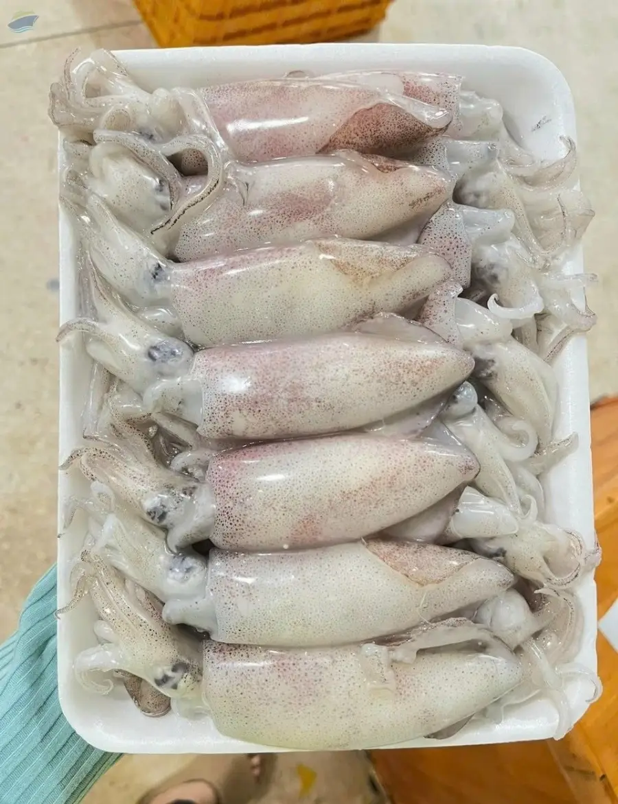 Squid