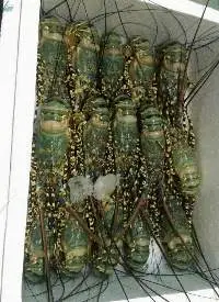 Lobster