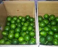 Green Lemon