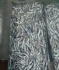 Frozen Anchovy Fish