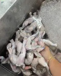 Frog Legs