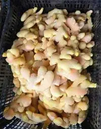 Frozen Ginger