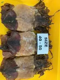 black squid