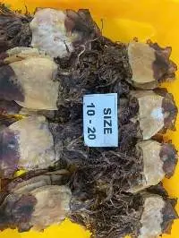 Black Squid