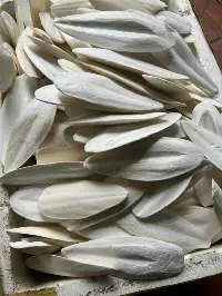 Cuttle Fish Bone