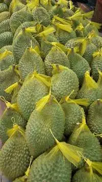 Durian