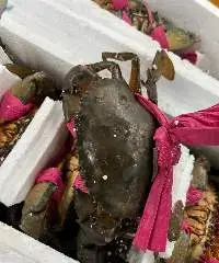 Crab