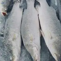 Frozen Seabass