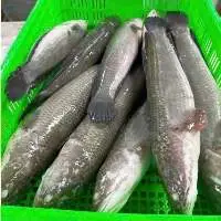 Frozen Snakehead Fish