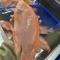 Tilapia
