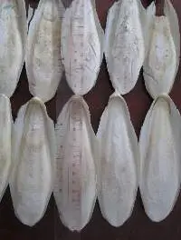 Cuttle Fish Bone
