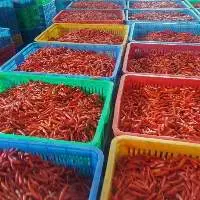 Frozen Peppers