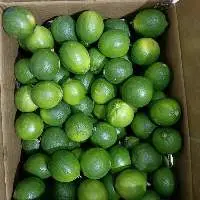 CITRUS FRUIT