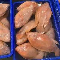Frozen Red Tilapia