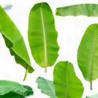 Banana Leaves