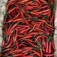 Chilli