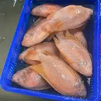 Frozen Red Tilapia Fish