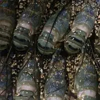 Lobster
