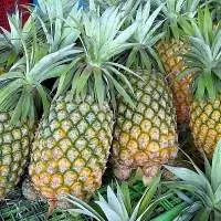 Fresh Pineapple