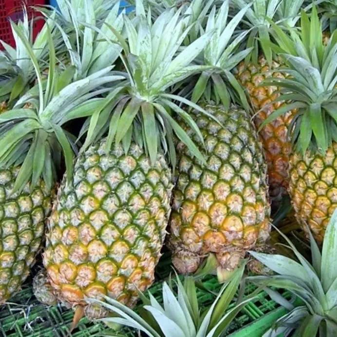 Fresh Pineapple