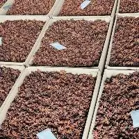Star Anise