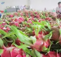 Dragon fruit