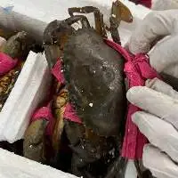 Live Mud Crab