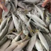 Frozen Mackerel Scad
