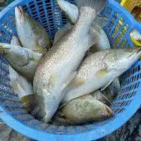 Frozen Sea Bass
