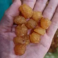 Dried Longan