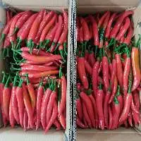 Fresh Chili