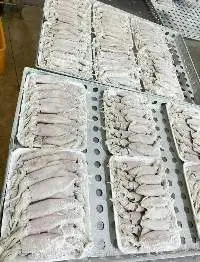 Frozen Squid