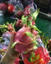 Dragon Fruit