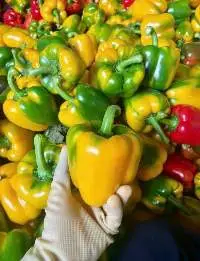 Bell Pepper